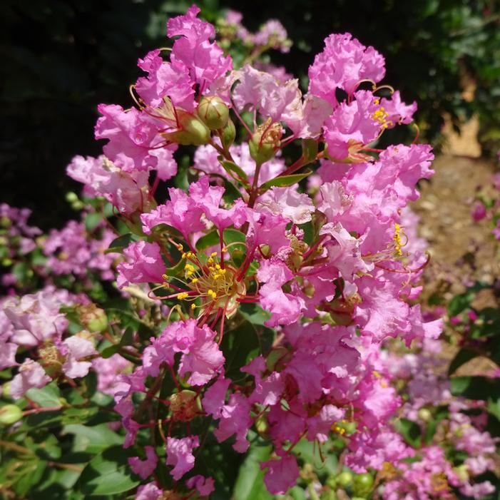 GREATMYRTLE™ COTTON CANDY CRAPEMYRTLE