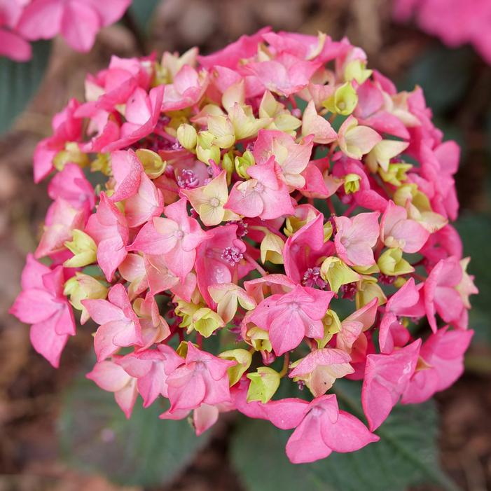 LET'S DANCE LOVEABLE® HYDRANGEA