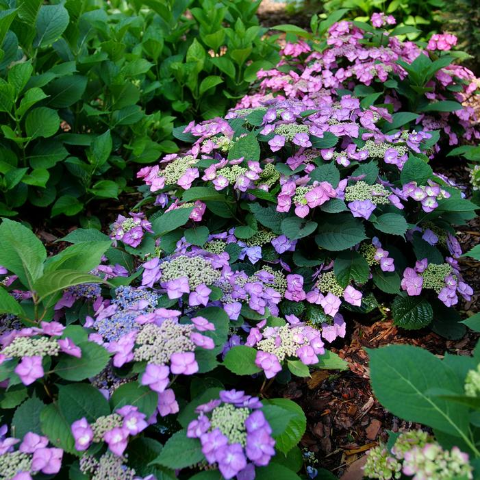 TUFF STUFF TOP FUN® HYDRANGEA