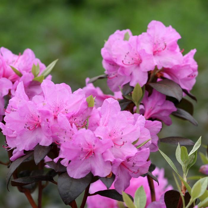 BLACK HAT® RHODODENDRON