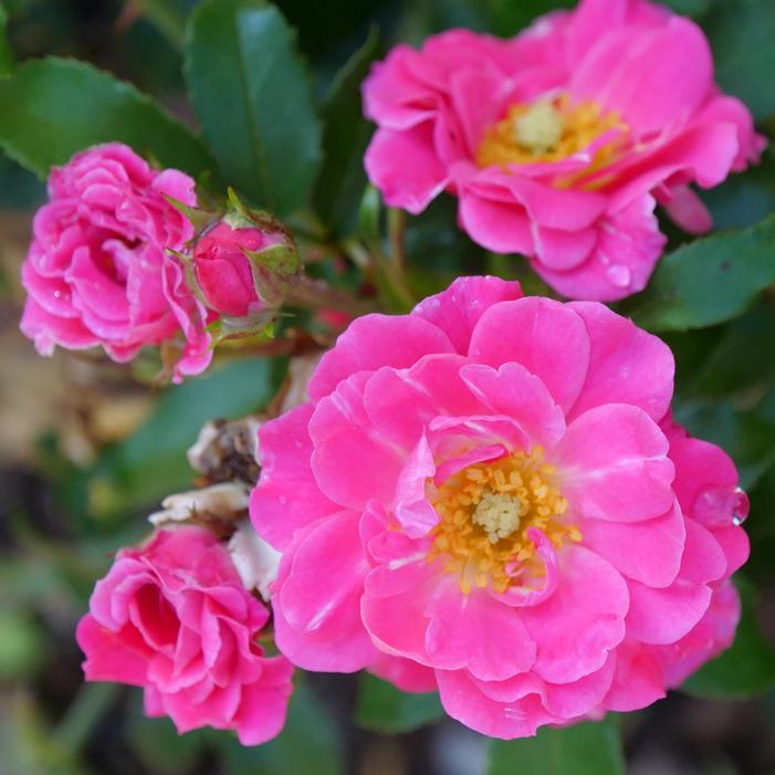 OSO EASY® DOUBLE PINK ROSE