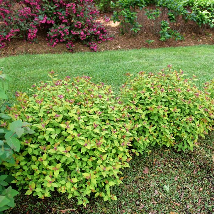 DOUBLE PLAY® DOLLY™ SPIRAEA