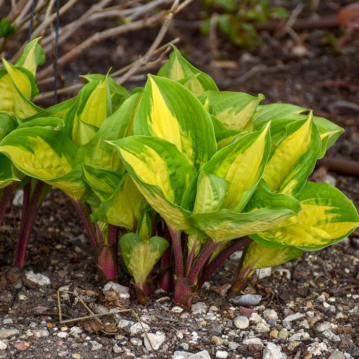 ISLAND BREEZE HOSTA