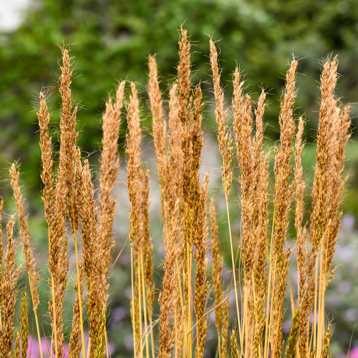 GOLDEN SUNSET® INDIAN GRASS