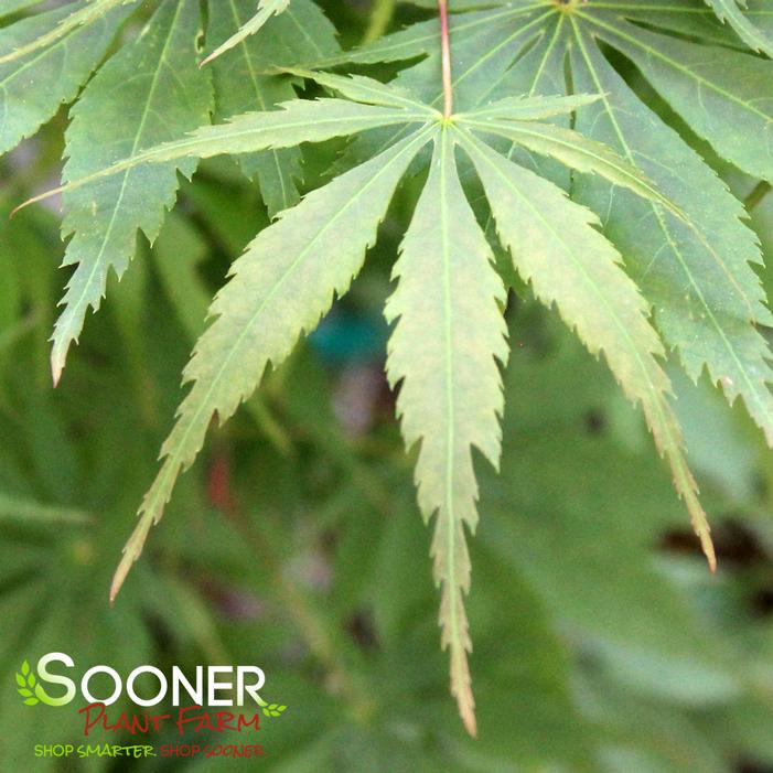 ORANGE FLAME UPRIGHT JAPANESE MAPLE