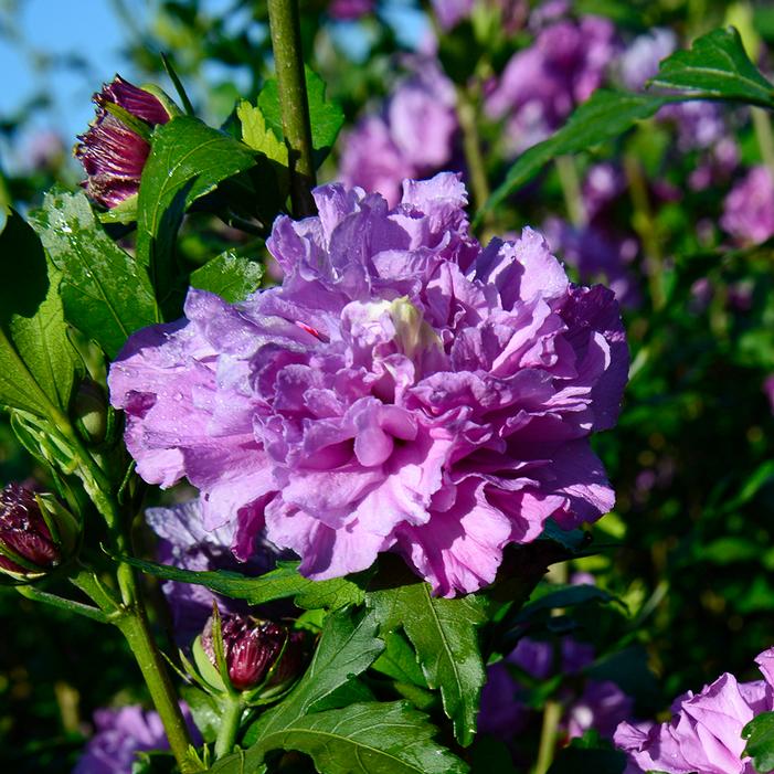 FRENCH CABARET™ PURPLE ALTHEA