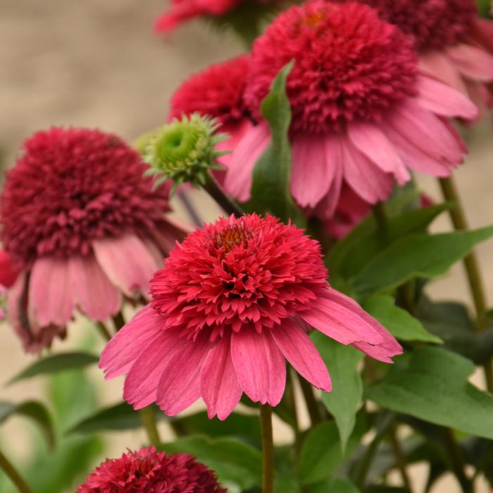 DOUBLE DIPPED™ WATERMELON SUGAR CONEFLOWER