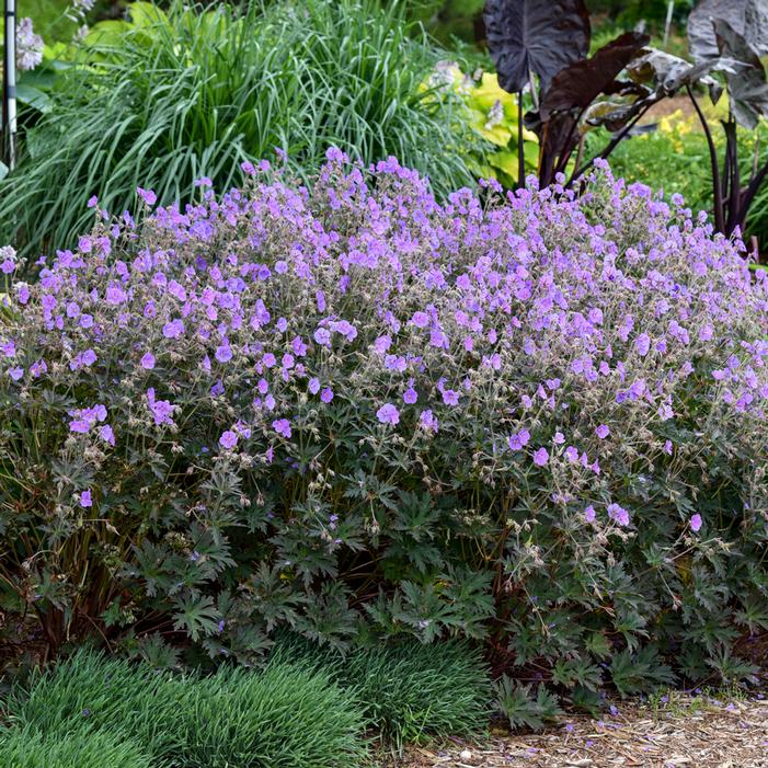 BOOM CHOCOLATTA CRANESBILL GERANIUM