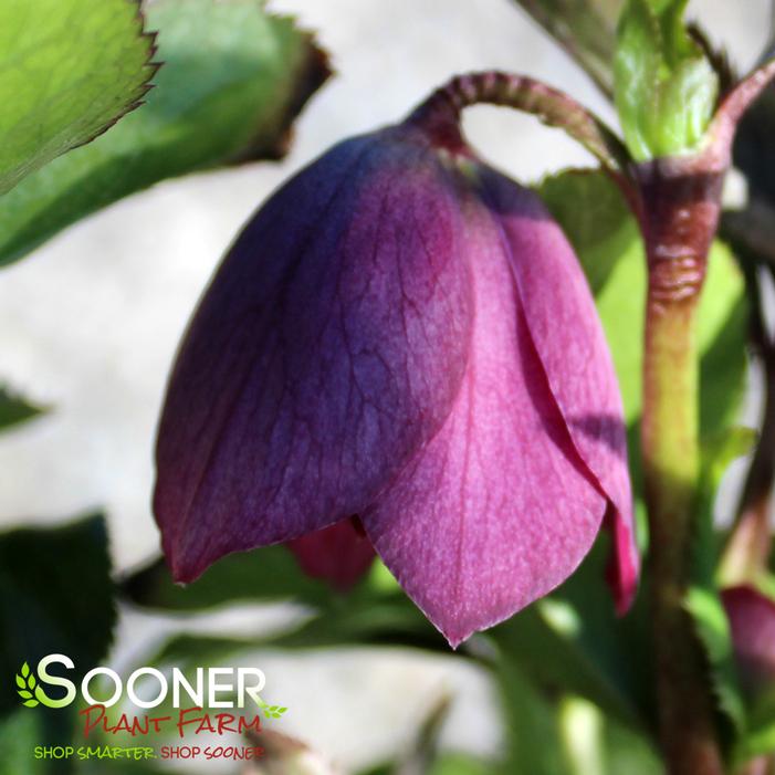 WEDDING PARTY® MAID OF HONOR LENTEN ROSE