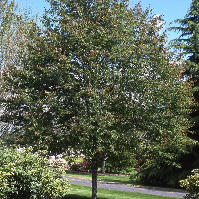 SPRING FLURRY® SERVICEBERRY