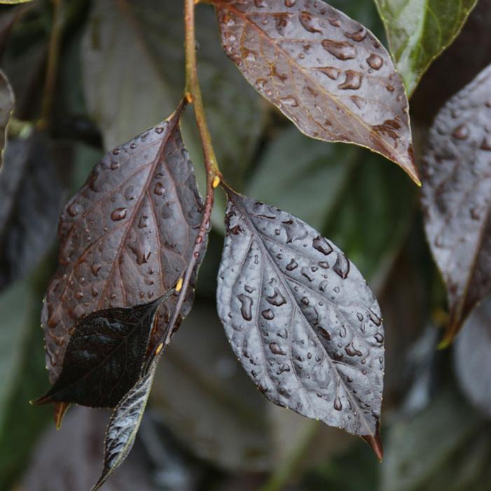 NIGHTFALL® WEEPING JAPANESE SNOWBELL