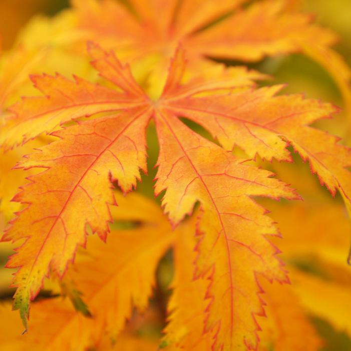 KIHACHIJO UPRIGHT JAPANESE MAPLE