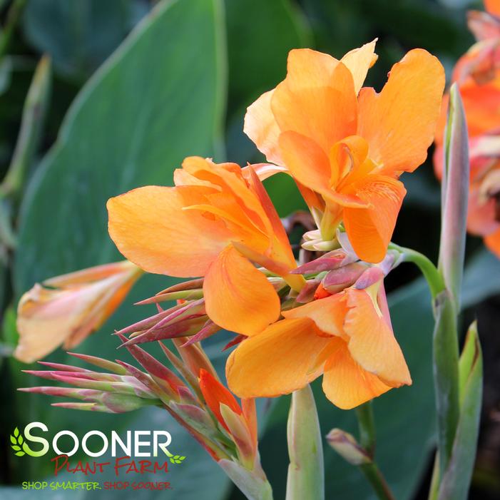 CANNOVA® ORANGE SHADES CANNA