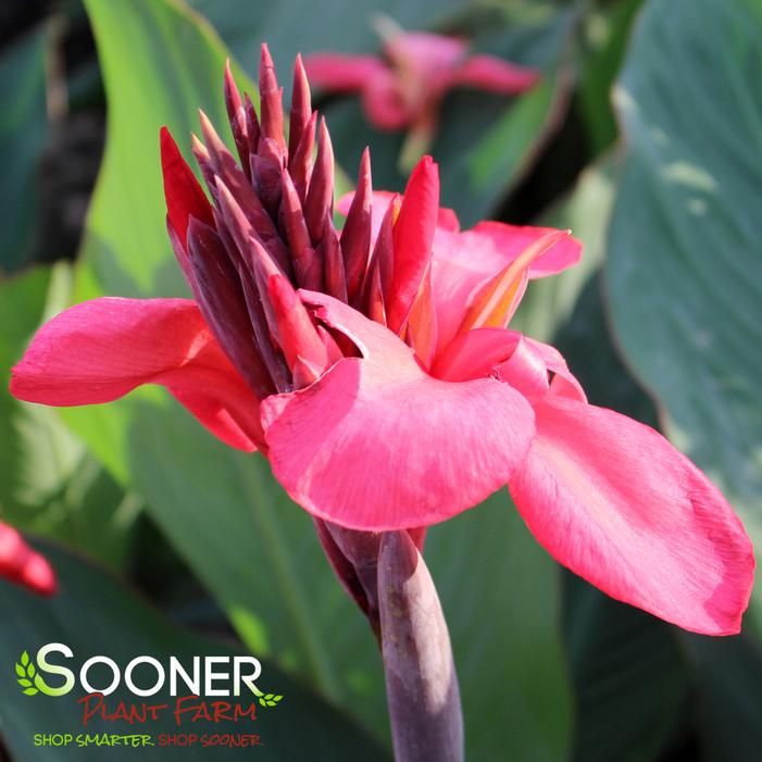 CANNOVA® ROSE CANNA