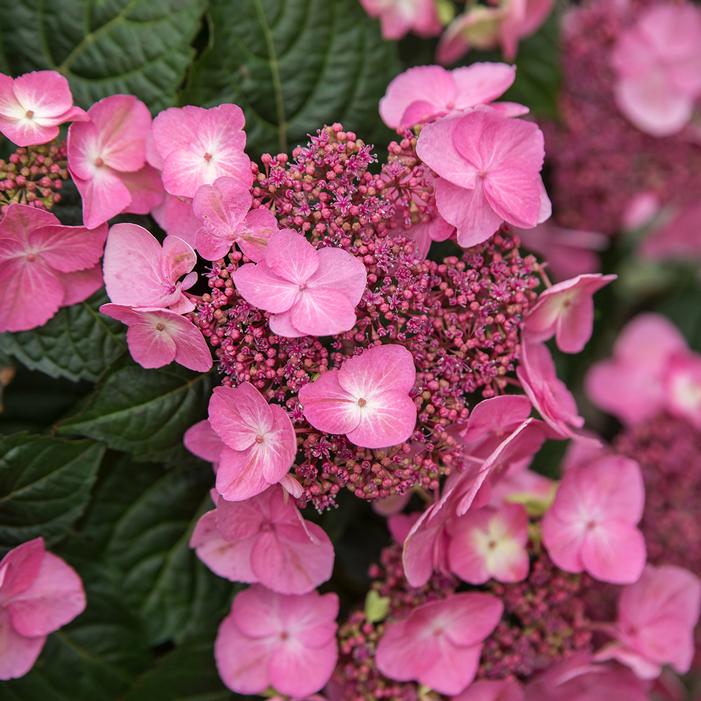 ENDLESS SUMMER® POP STAR® HYDRANGEA