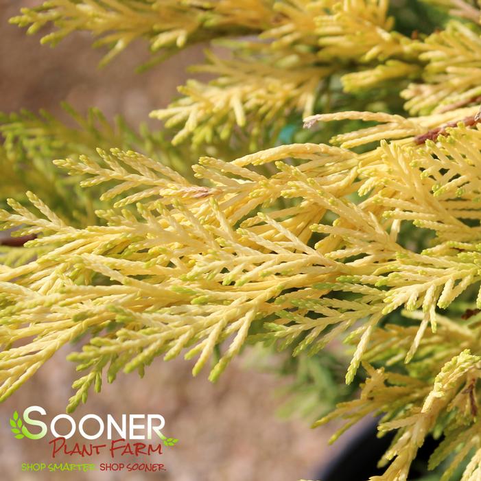 GOLD RIDER LEYLAND CYPRESS