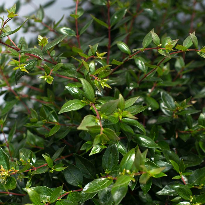 APPLE PERFECTION™ ABELIA