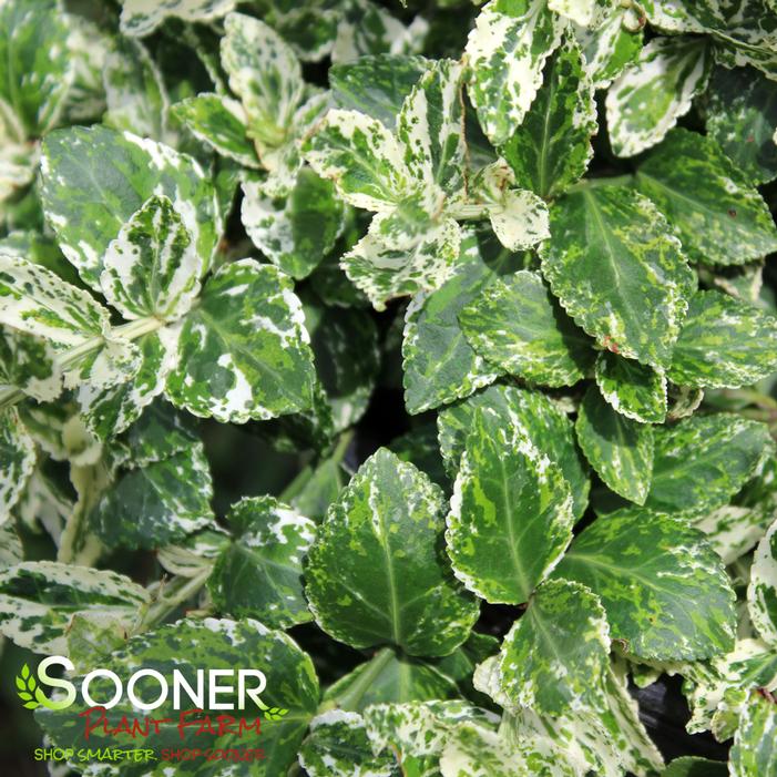 HARLEQUIN WINTERCREEPER EUONYMUS