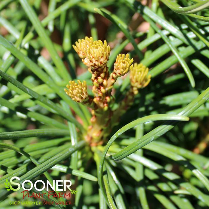 JAPANESE UMBRELLA PINE