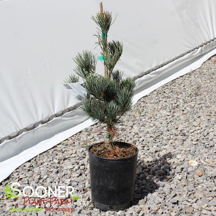 BLUE SHORT-NEEDLED JAPANESE WHITE PINE