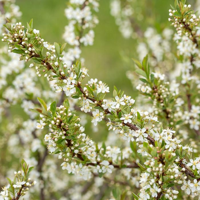 JADE PARADE® SAND CHERRY