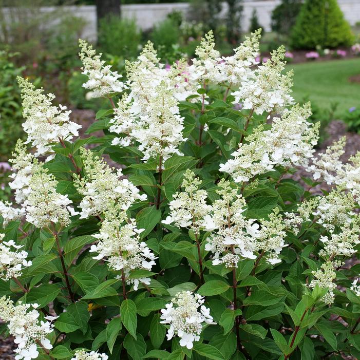 PINKY WINKY® PRIME™ HYDRANGEA