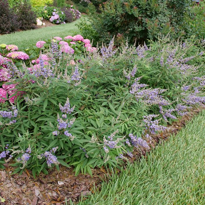 ROCK STEADY® CHASTE TREE