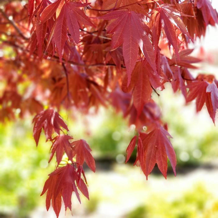 SAMURAI SWORD™ UPRIGHT JAPANESE MAPLE