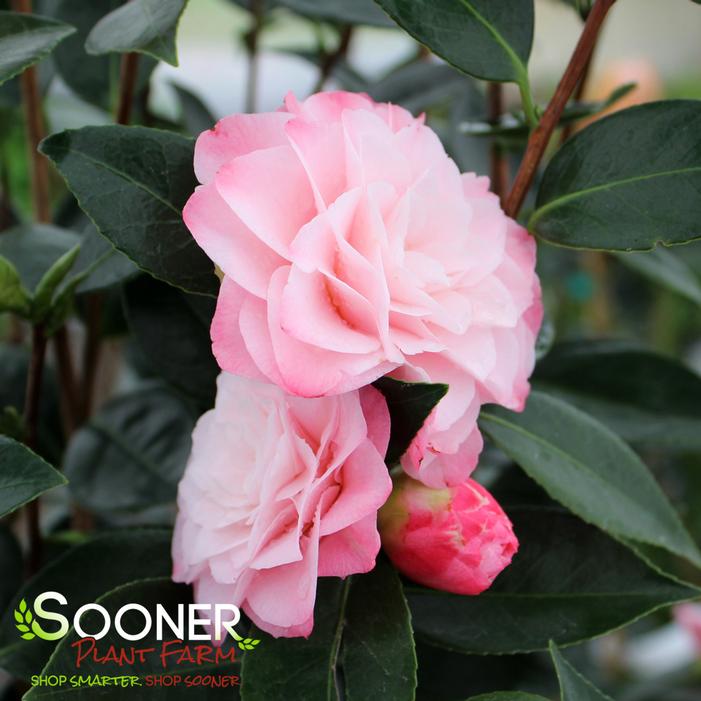 NUCCIO'S PEARL CAMELLIA