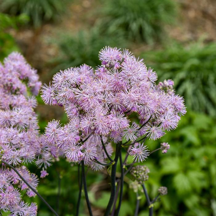 COTTON CANDY MEADOW RUE