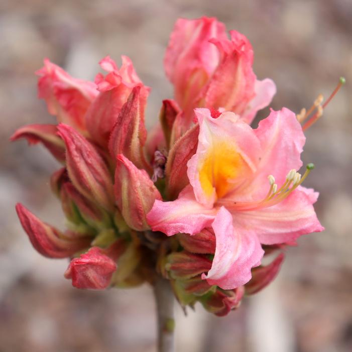 SWEET REWARD™ PINK DECIDUOUS AZALEA