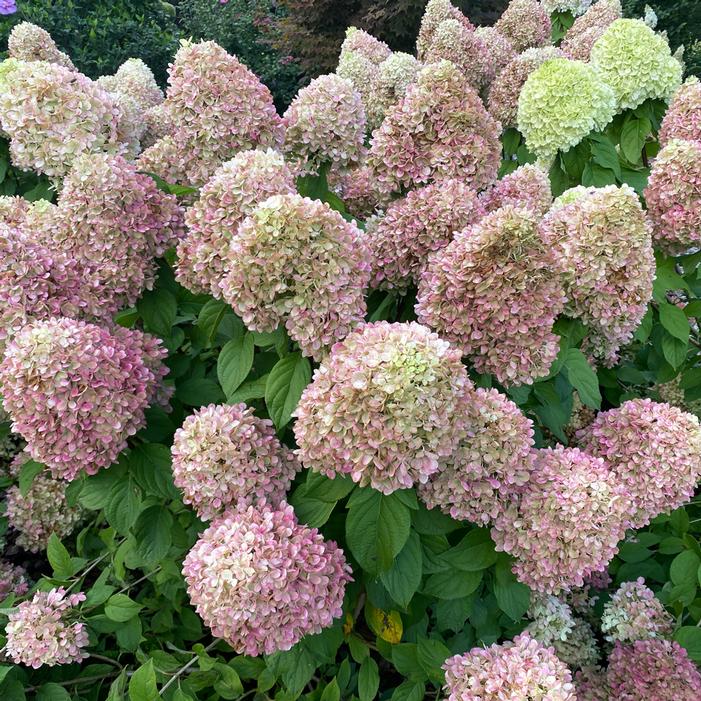 POWERBALL™ HYDRANGEA