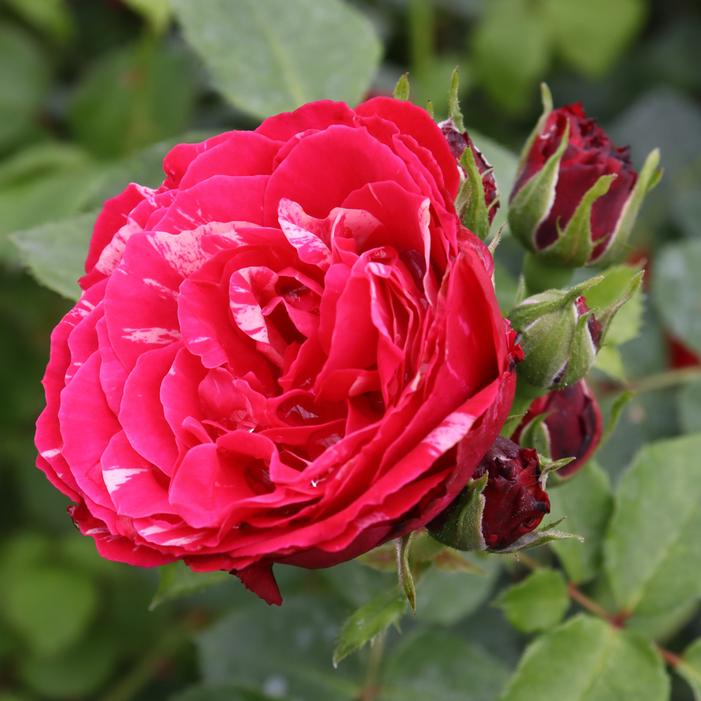 OSO EASY RED STRIPE™ ROSE
