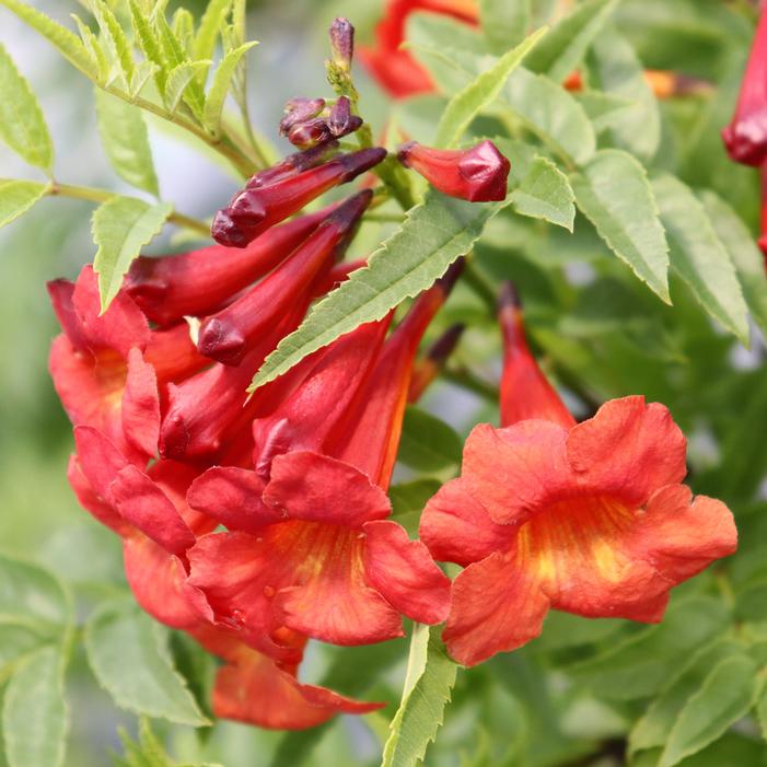 CHICKLET® RED ESPERANZA