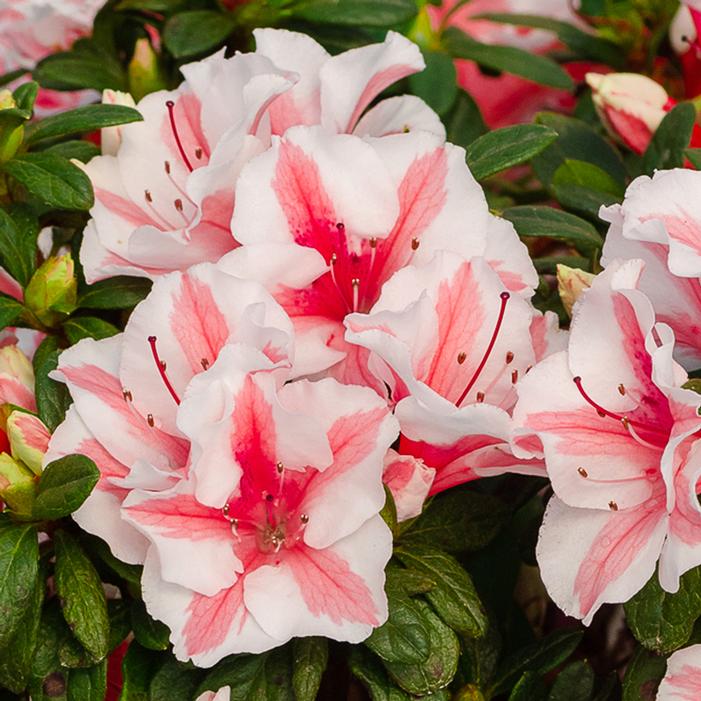 AUTUMN STARBURST® ENCORE® AZALEA