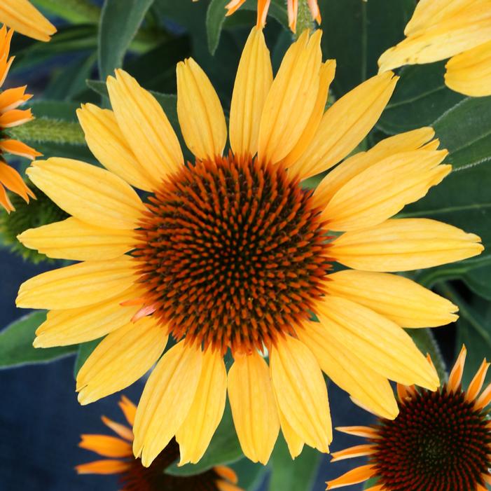 PRINCESS™ HONEY CONEFLOWER