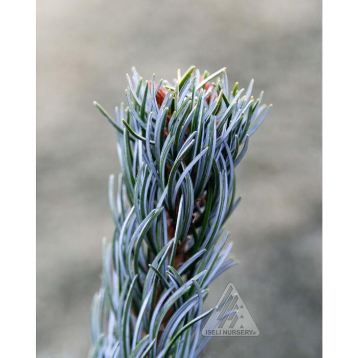 KORU JAPANESE WHITE PINE