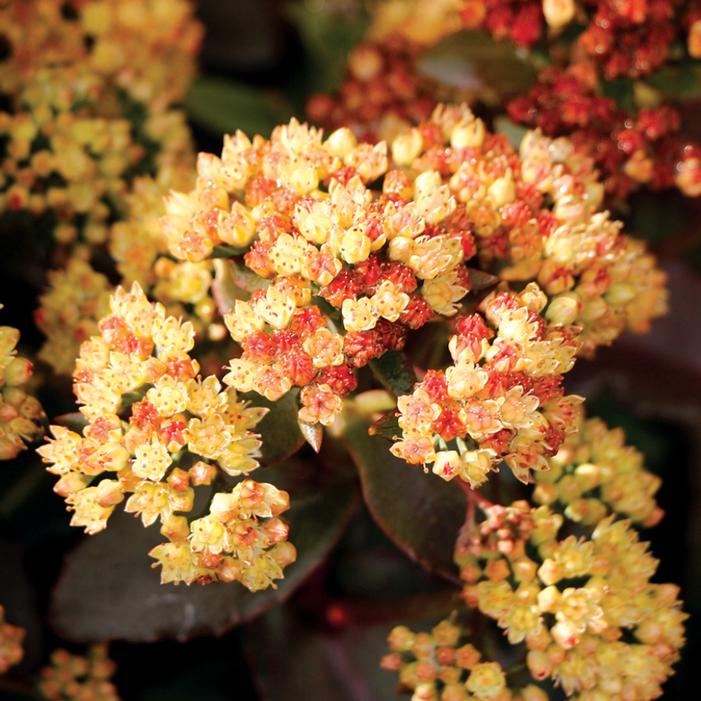 PEACH PEARLS SEDUM