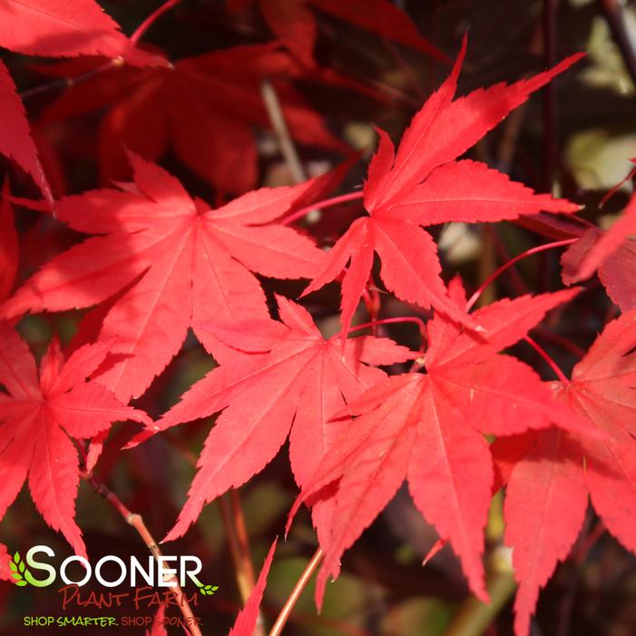MOONFIRE UPRIGHT JAPANESE MAPLE