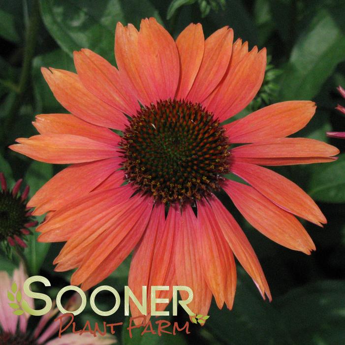 BIG SKY™ SUNDOWN CONEFLOWER