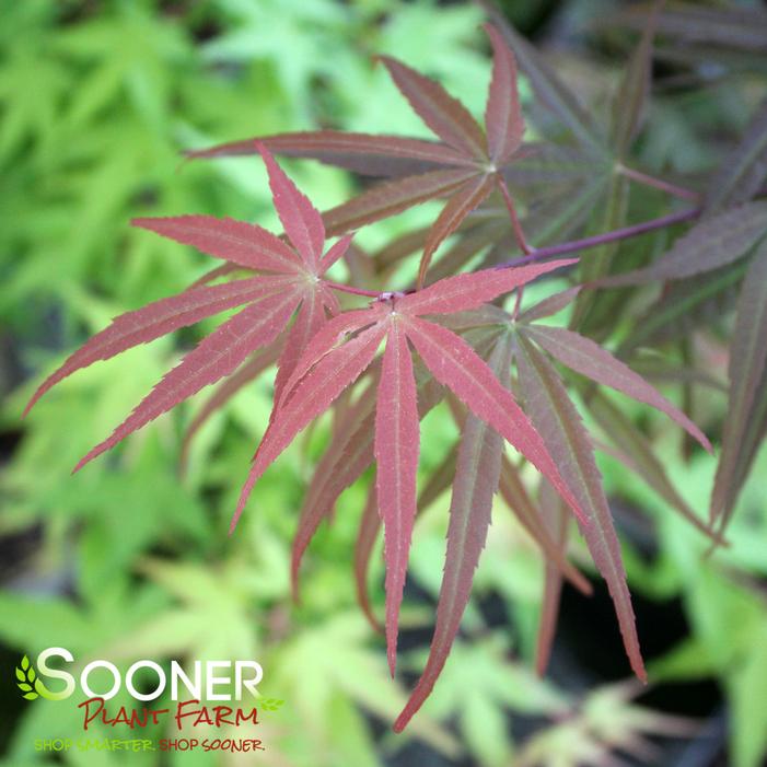 BENI OTAKE UPRIGHT JAPANESE MAPLE