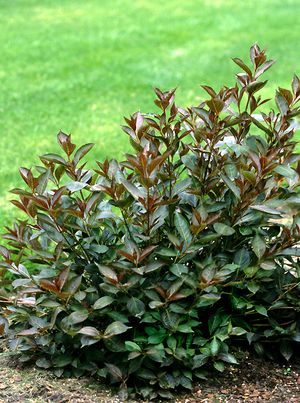 WINE & ROSES® WEIGELA