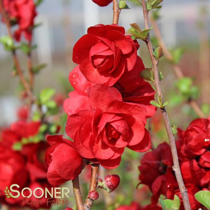 DOUBLE TAKE® SCARLET STORM QUINCE