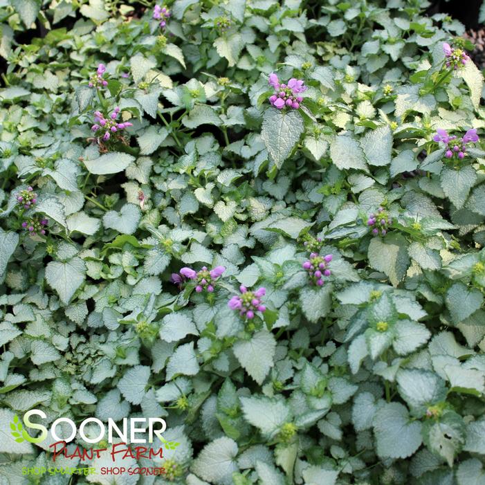 ORCHID FROST SPOTTED DEADNETTLE