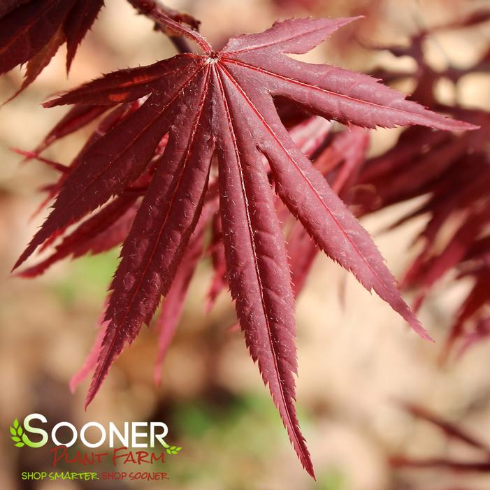 PIXIE UPRIGHT JAPANESE MAPLE