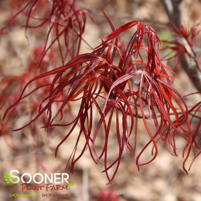 HUBB'S RED WILLOW UPRIGHT JAPANESE MAPLE