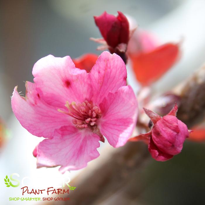 VELVET PILLAR CRABAPPLE