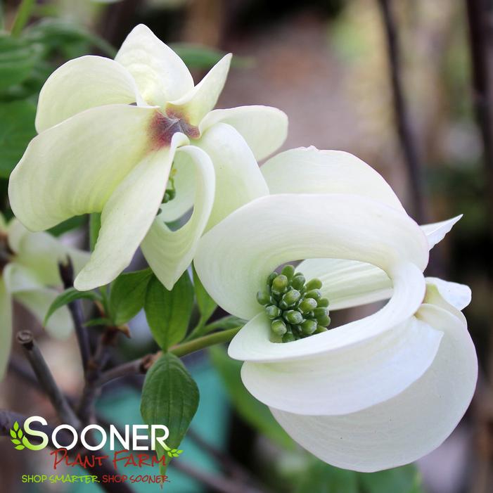 CHEROKEE PRINCESS® DOGWOOD