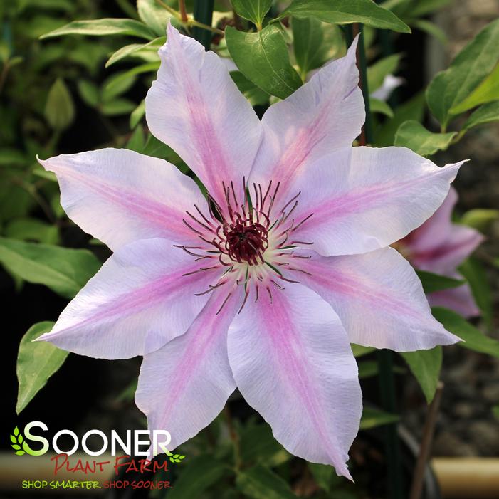 NELLY MOSER CLEMATIS