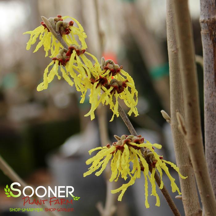 ARNOLD'S PROMISE WITCH HAZEL